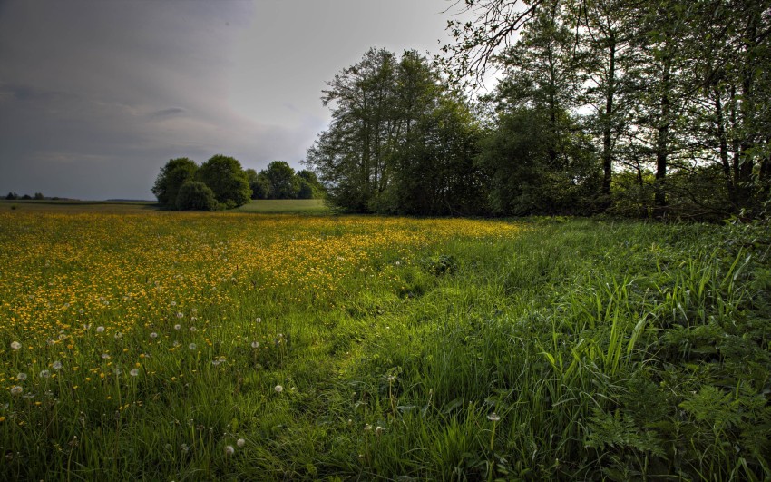 Sky With Field Tree Background HD Download Free