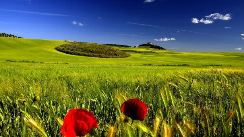 Sky With Open Field Background Wallpaper HD Download