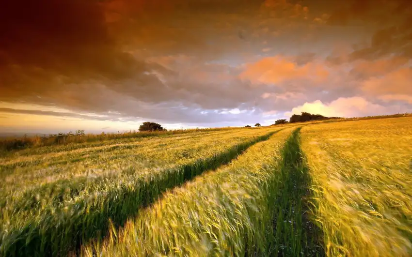 Sky With Open Field Background Wallpaper HD Download