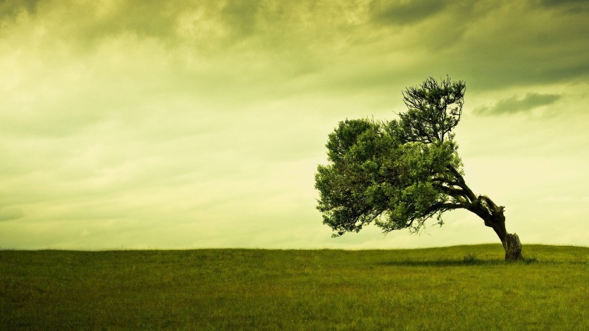 Sky With Single Tree Background HD Download