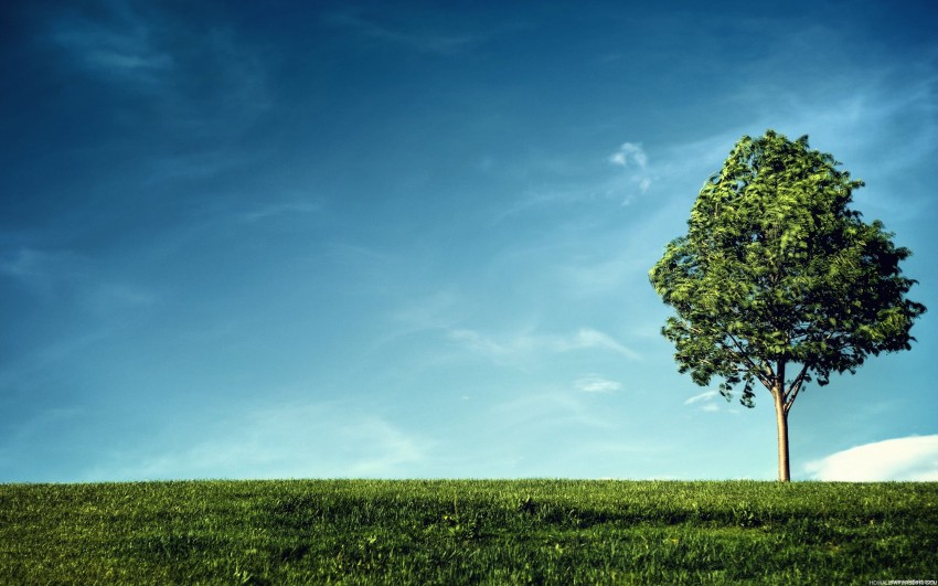 Sky With Tree Background HD Download Free