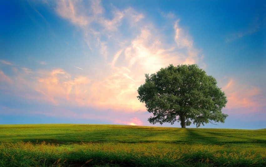 Sky With Tree Background Wallpaper HD Download Free