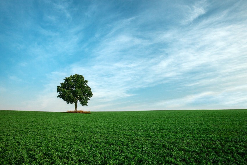 Sky With Tree Background Wallpaper HD Download Free