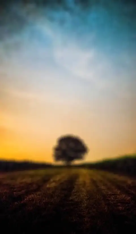 Sky With Tree CB Picsart Editing Background HD Download