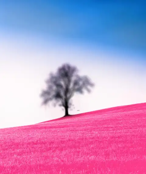 Sky With Tree CB Picsart Editing Background HD Download