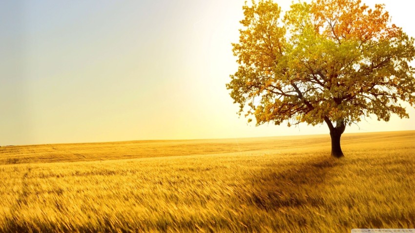 Sky With Tree Editing Background HD Download Free