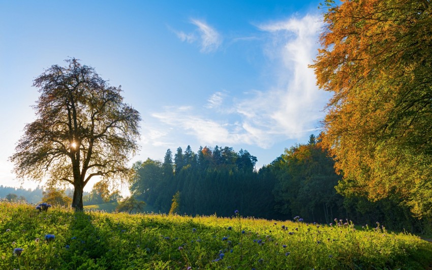 Sky With Tree Editing Background HD Download Free