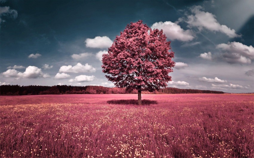 Sky With Tree Photoshop Background Full HD Download Free