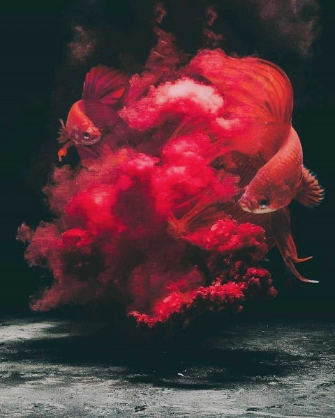 Red Fish Smoke Color CB Background  Editing