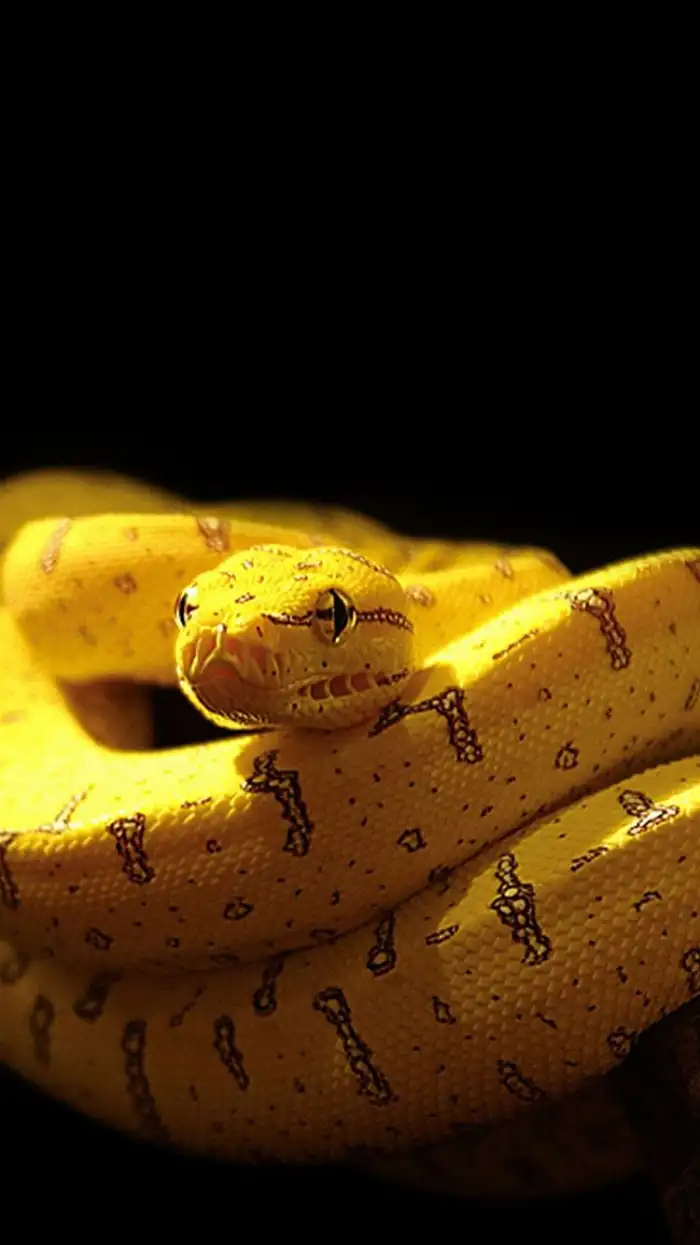 Snake Black And Yellow Background HD Wallpapers