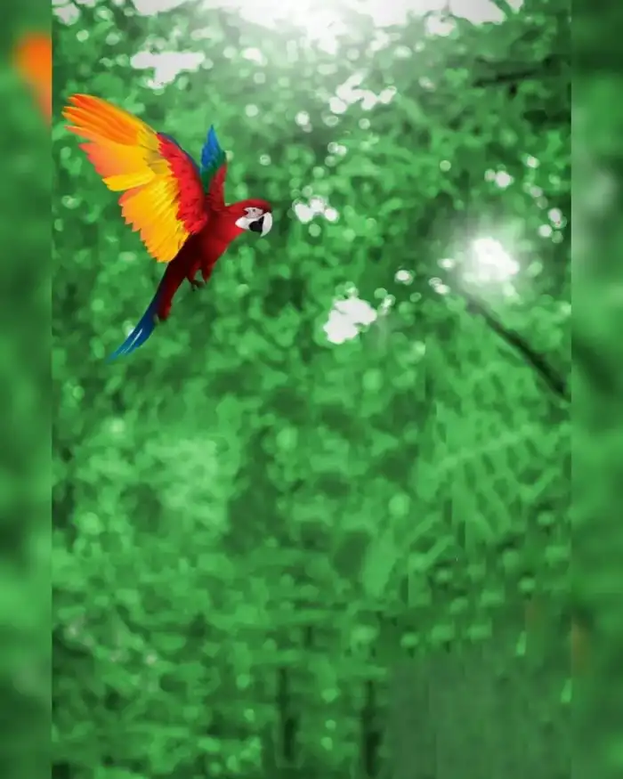 Snapseed Bird Flying Green Editing Background HD