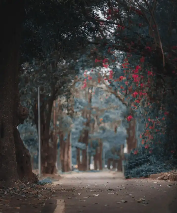 Snapseed Forest Tree Road Path Editing Background HD