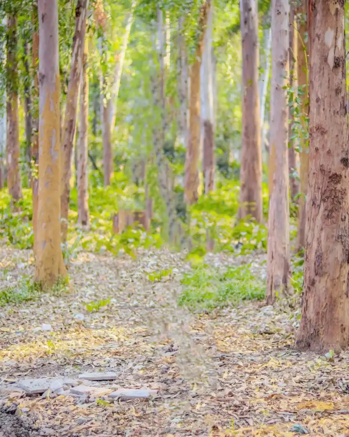 Snapseed Forest Tree Road Path Editing Background HD