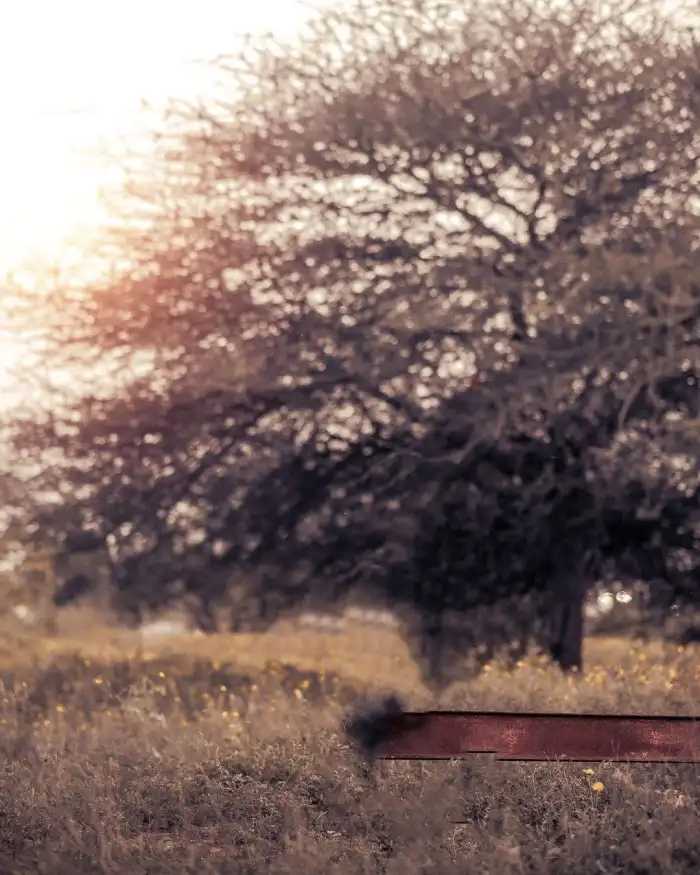 Snapseed Tree Sunset Sky Editing Background HD