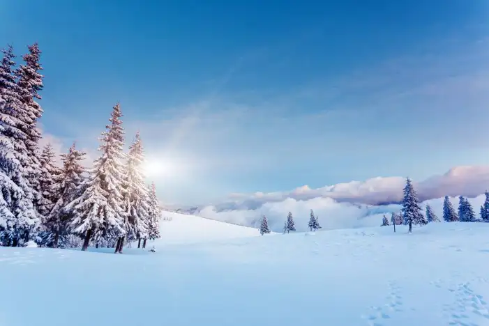 Snow Tree Forest Background HD Images Free