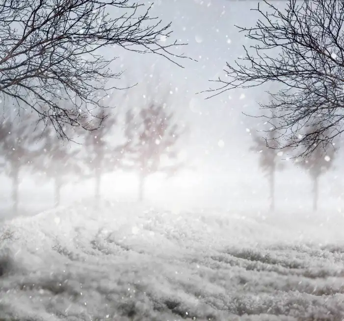 Snow Tree Forest Background HD Images Free