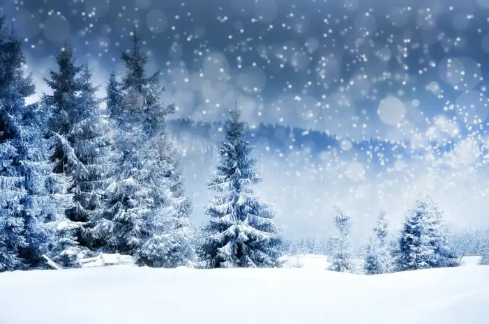 Snow Tree Forest Background HD Images Free