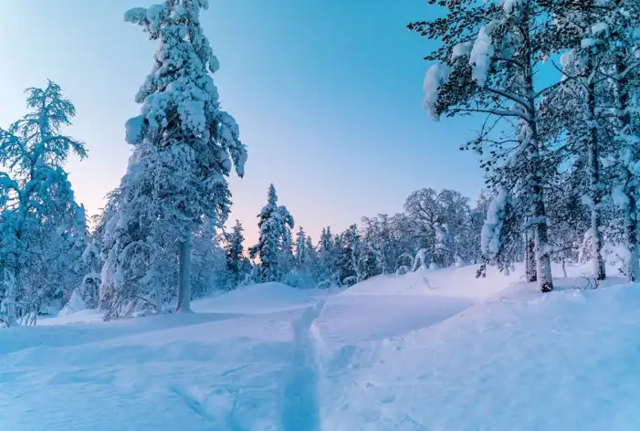 Snow Tree Forest Background HD Images Free