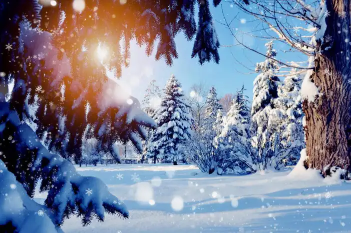 Snow Tree Forest Background HD Images Free