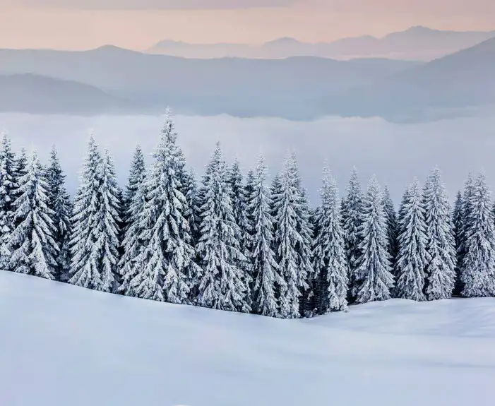 Snow Tree Forest Background HD Images Free