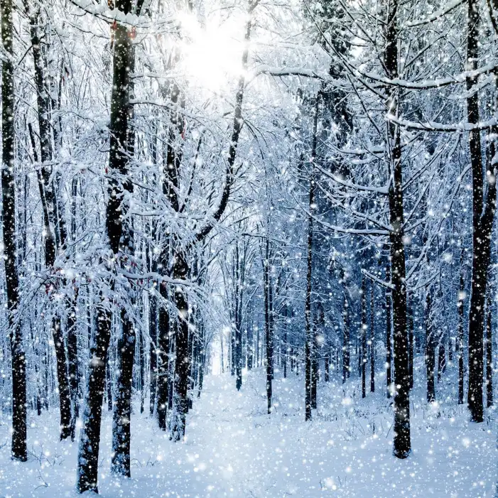 Snow Tree Forest Background HD Images Free