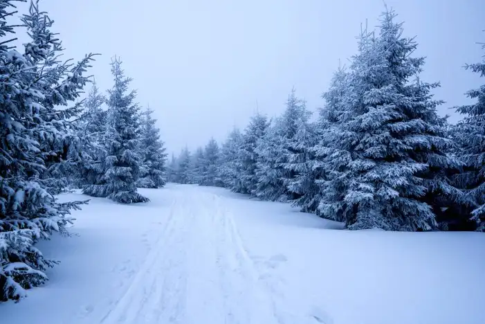 Snow Tree Forest Background HD Images Free