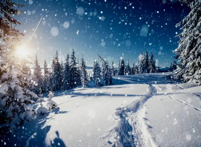 Snow Tree Forest Background HD Images Free