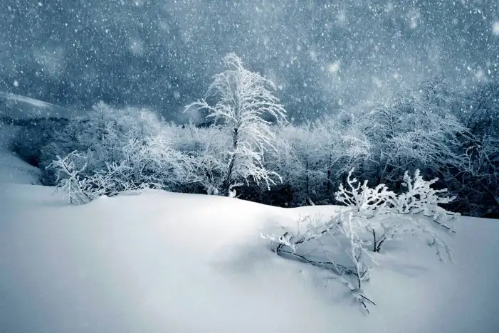 Snow Tree Forest Background HD Images Free