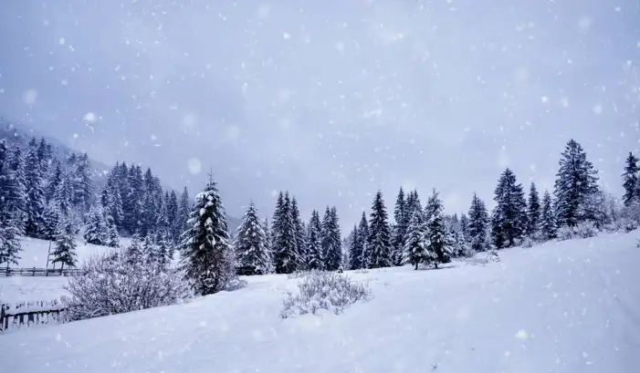 Snow Tree Forest Background HD Images Free