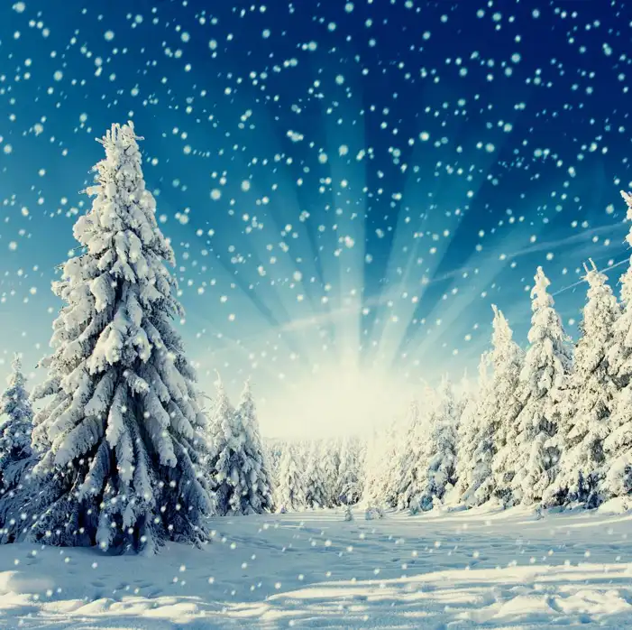 Snow Tree Forest Background HD Images Free