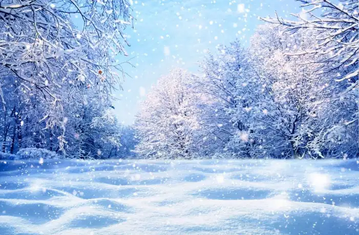 Snow Winter Frozen Tree Background HD Images Free