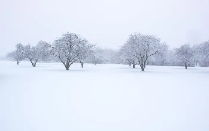 Snow Winter Frozen Tree HD Background Download