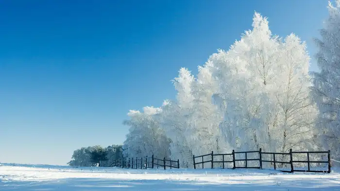 Snow Winter Frozen Tree HD Background Download