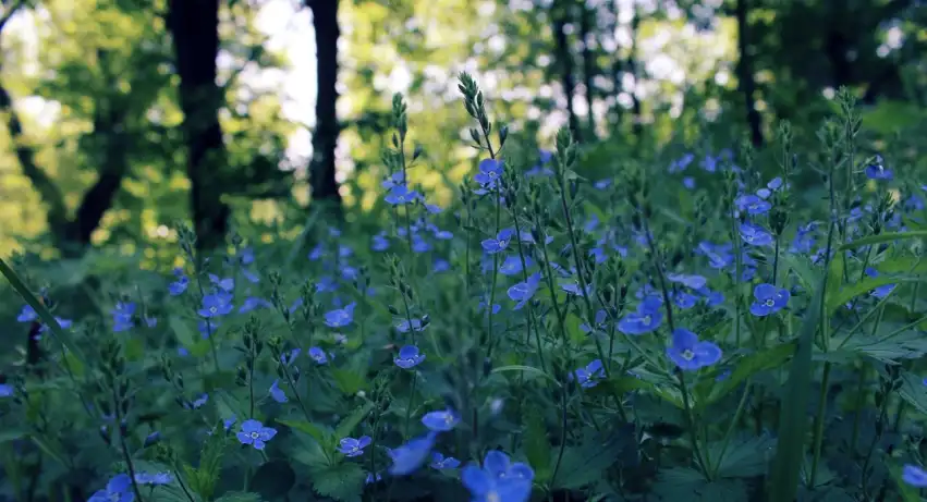 Spring Field Background HD Images Photos Download