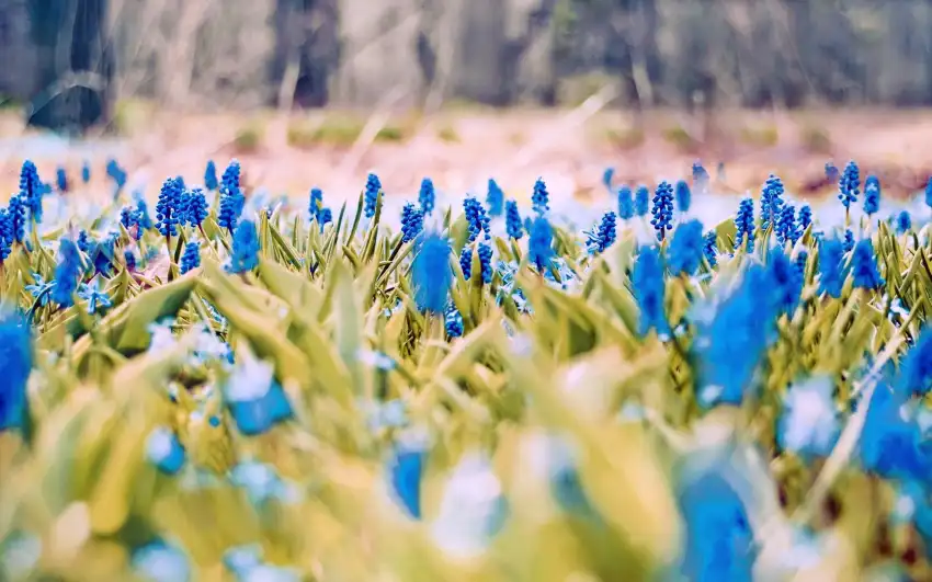 Spring Field Background HD Images Photos Download