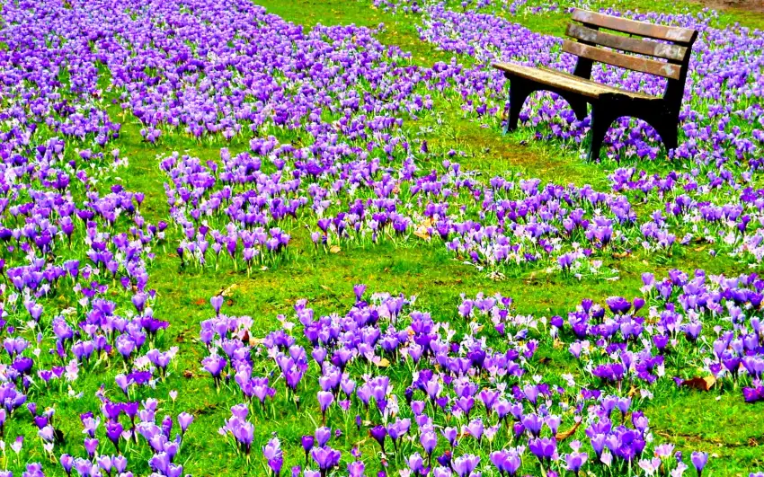 Spring Field Editing Background HD Download