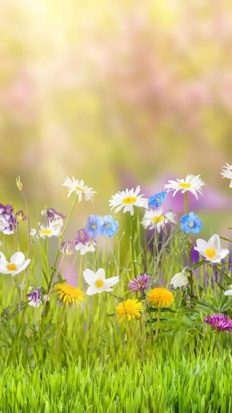 Spring Field Phone Wallpape rBackground HD Download