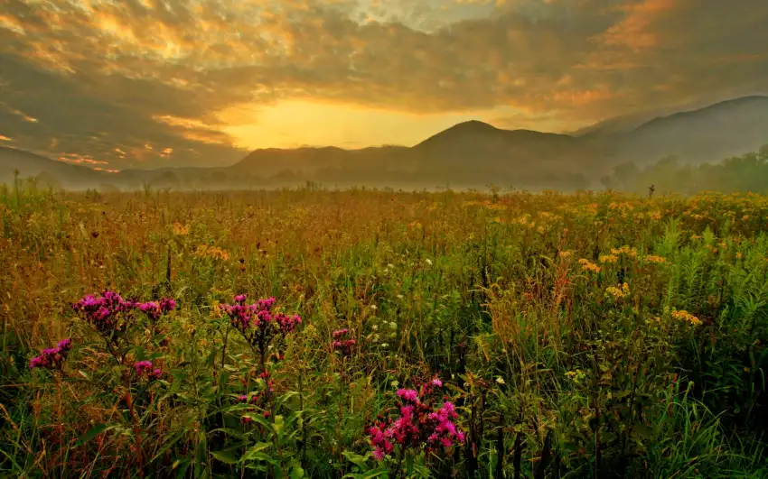 Spring Field With Sky Wallpape rBackground HD Download