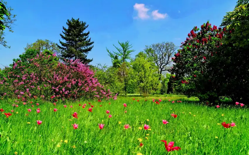 Spring Field With Sky Wallpape rBackground HD Download