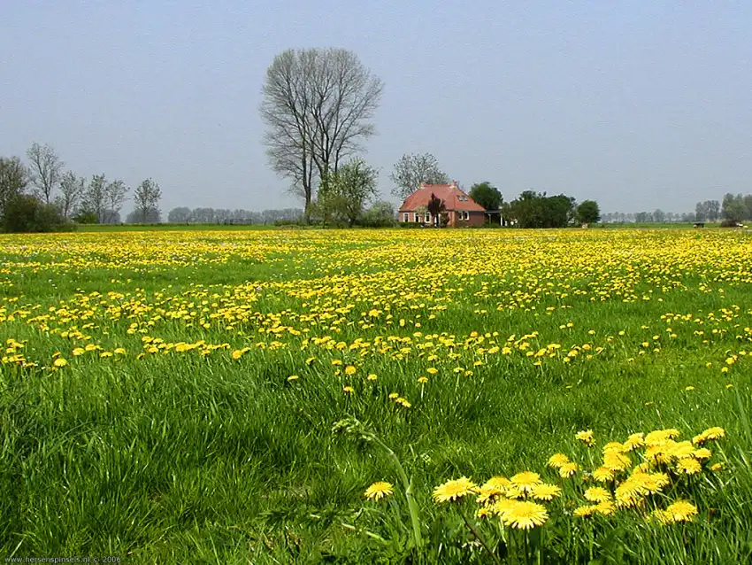 Spring Field With Sky Wallpape rBackground HD Download