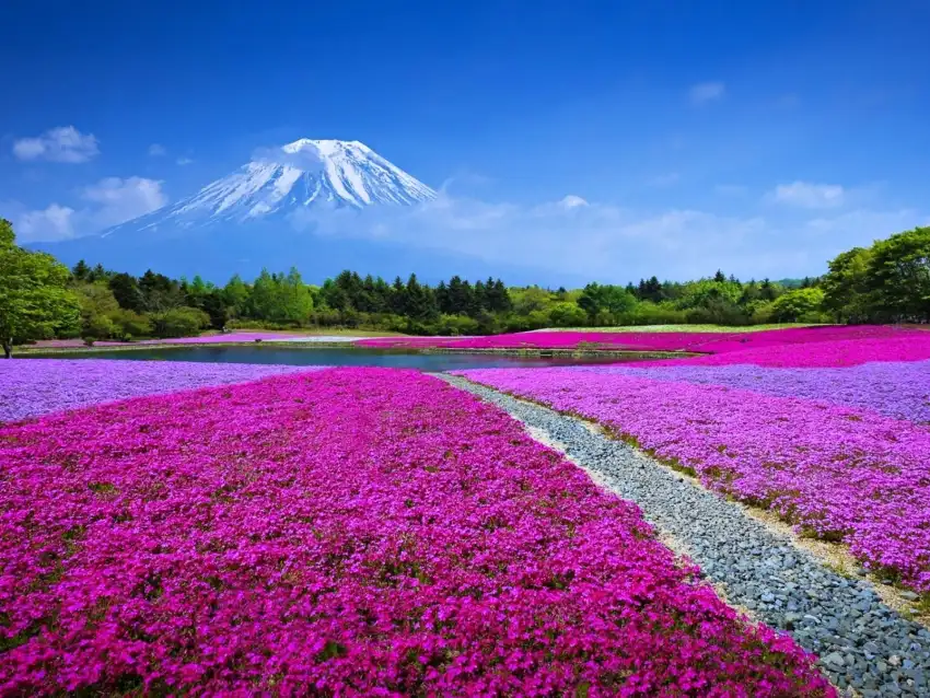 Spring Field With Sky Wallpaper Background HD Download