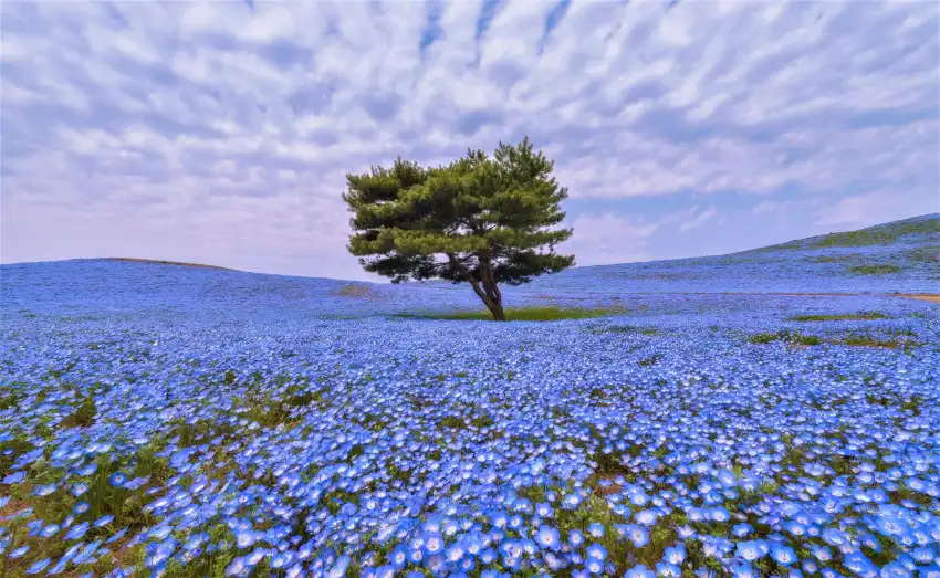 Spring Field With Sky Wallpaper Background HD Download