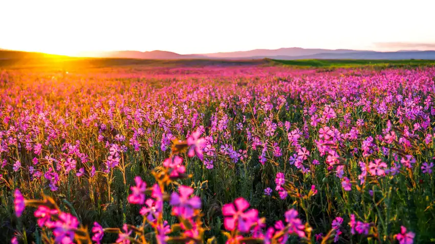 Spring Sunrise Field Background HD Download