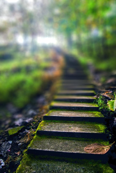 Stairs Forest Tree CB Picsart Background Full HD Download