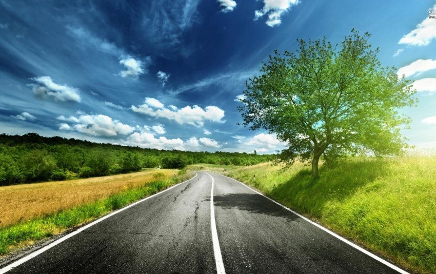 Summer Forest Tree Road Background HD Photo Image Free