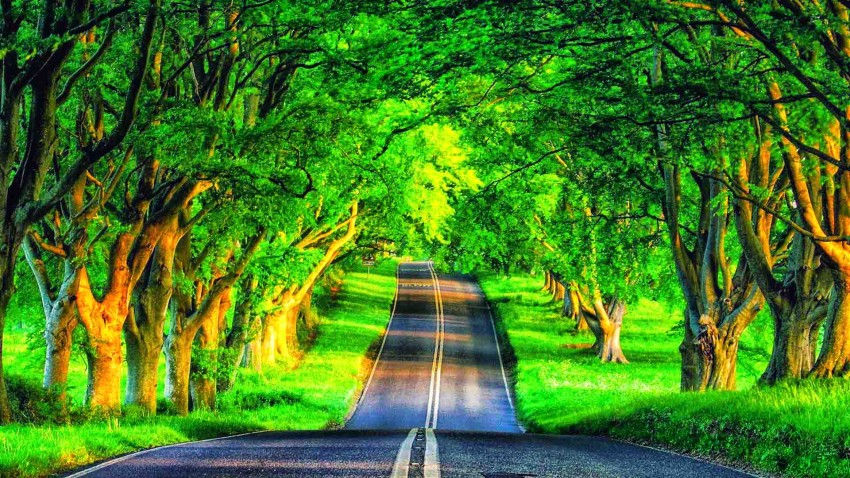 Summer Forest Tree Road Background HD Photo Image Free