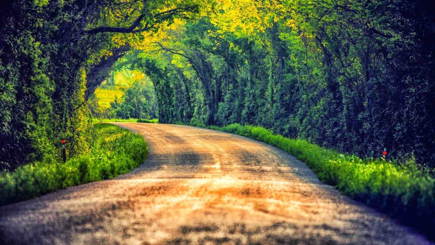 Summer Green Tree Road Background HD Photo Image Free