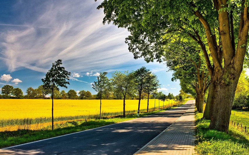 Summer Green Tree Road Background HD Photo Image Free