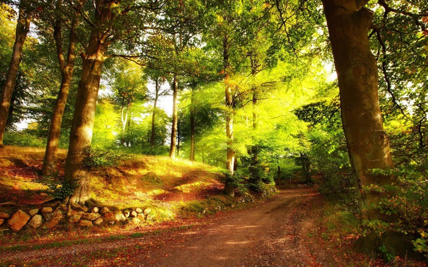 Summer Tree Road Background HD Photo Image Free