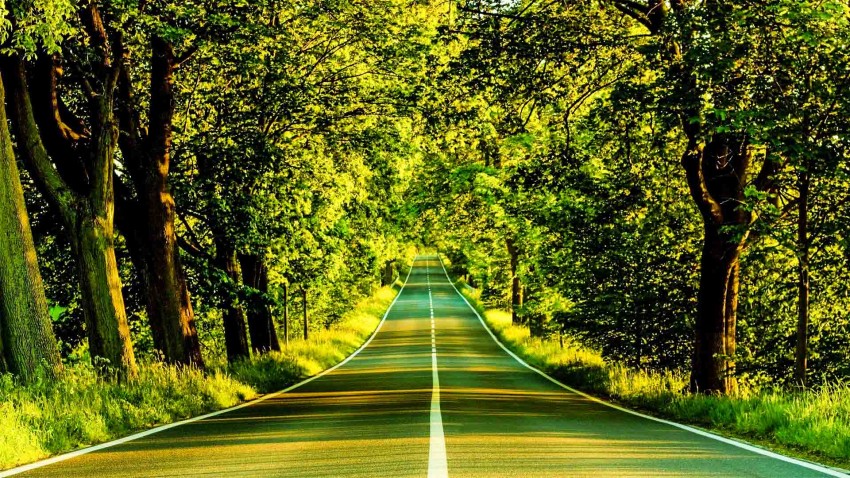 Summer Tree Road Background HD Photo Image Free